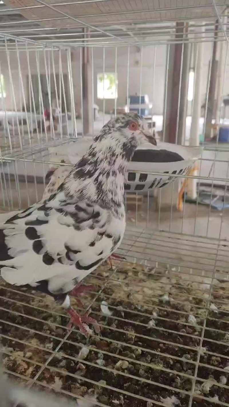 米玛斯