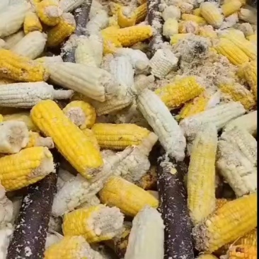 熟玉米饲料，真空包装，（可代替玉米）。本产品为湿料粉碎的，适