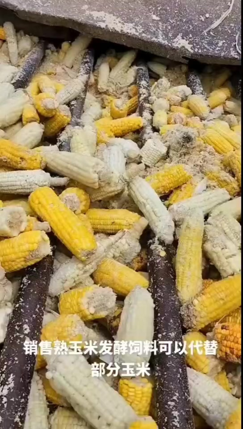 熟玉米饲料，真空包装，（可代替玉米）。本产品为湿料粉碎的，适