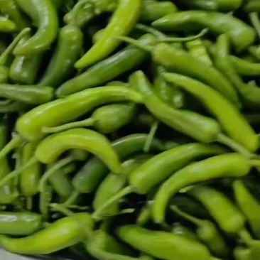 小辣椒