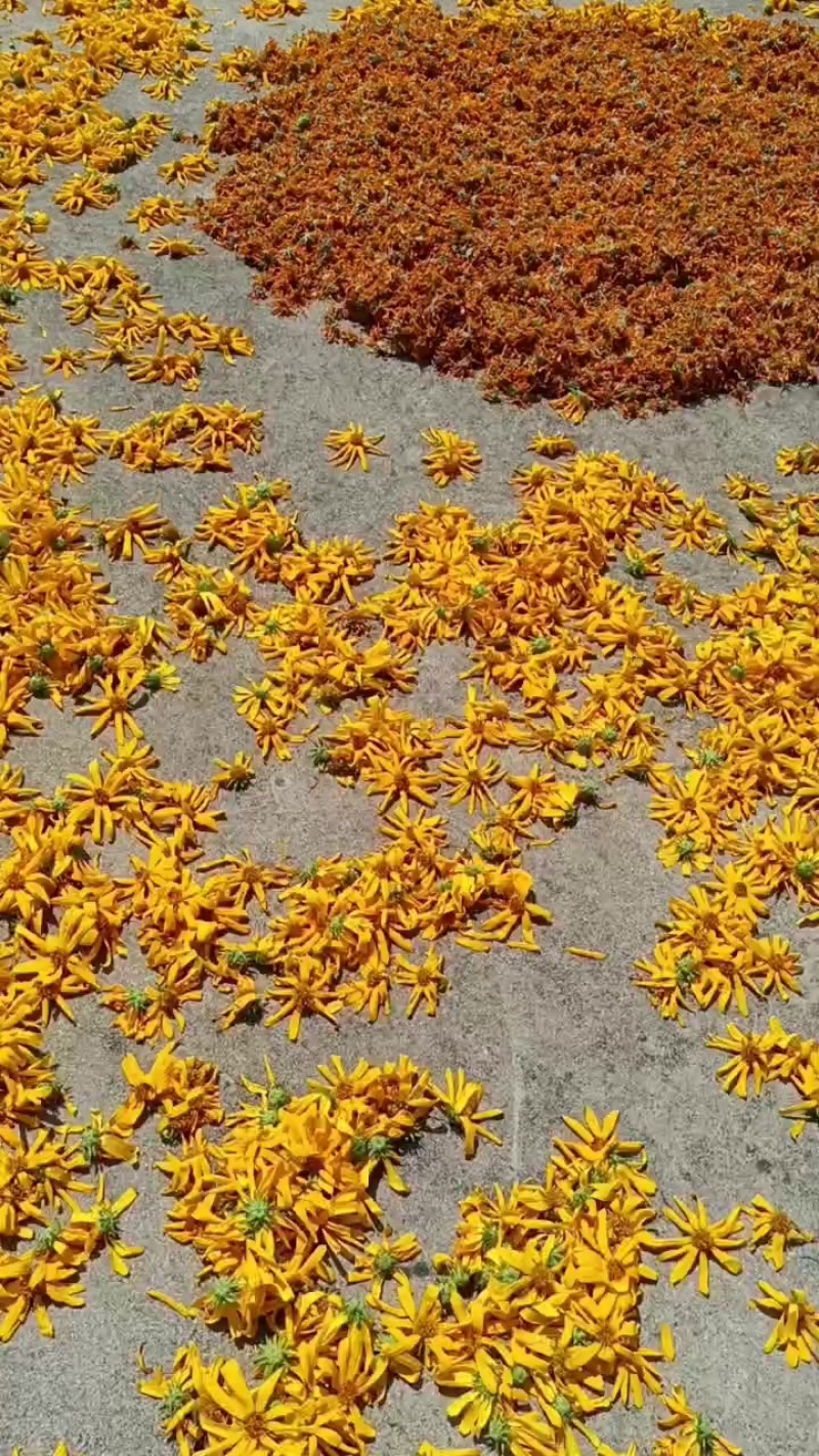 胰岛果干花