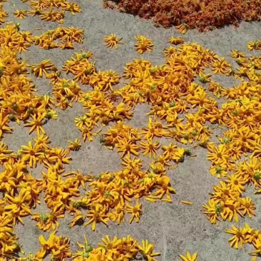 胰岛果干花