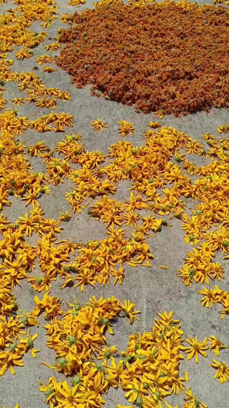 胰岛果干花