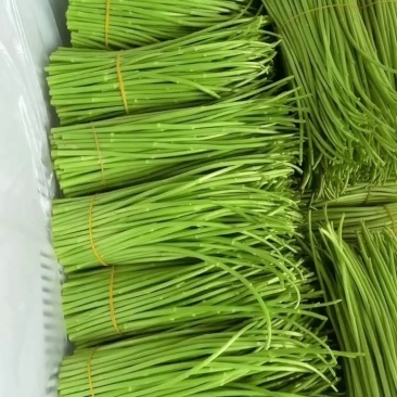 芦蒿精品芦蒿白菜价***********