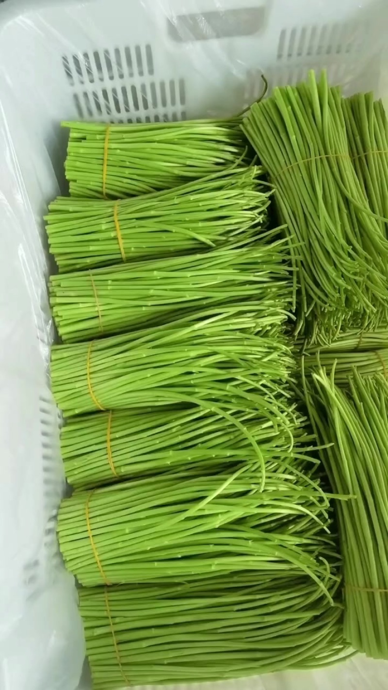 芦蒿精品芦蒿白菜价***********