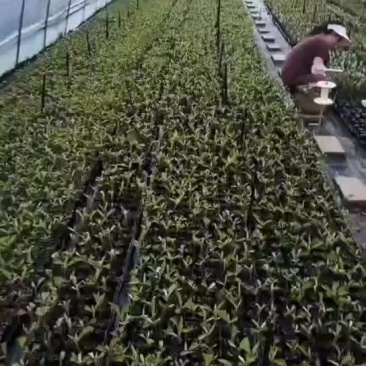 艾纳香苗基地批发