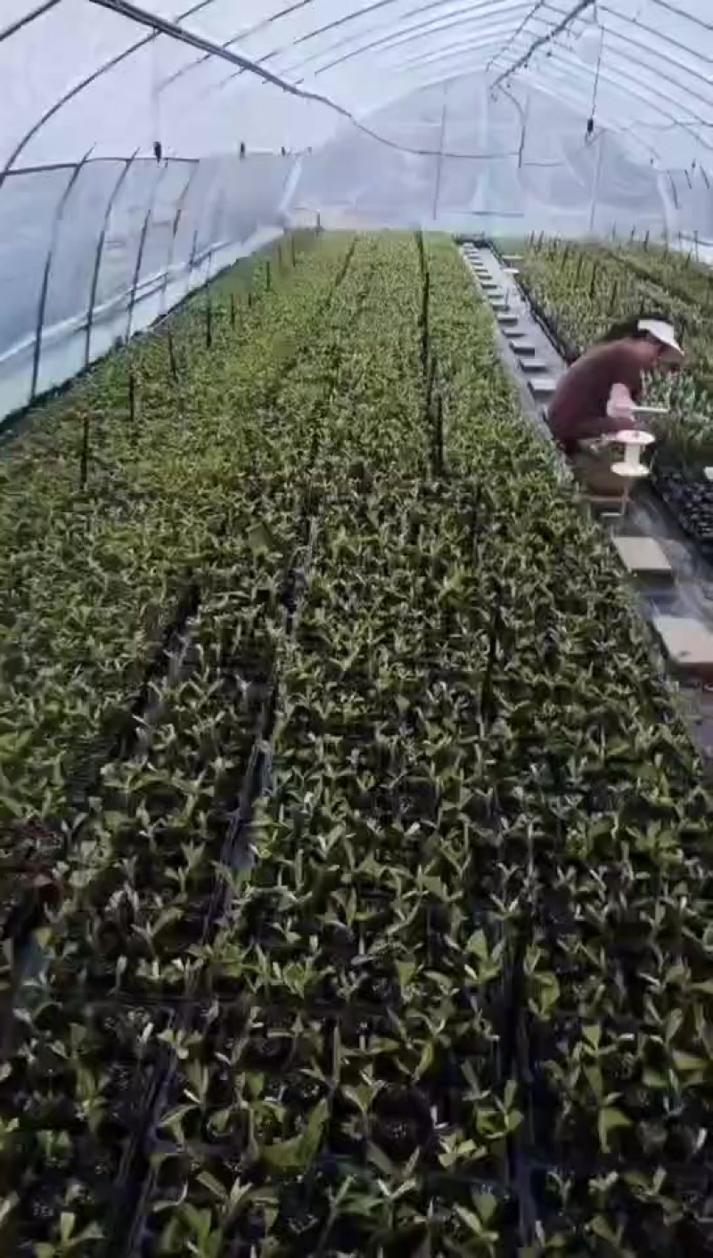 艾纳香苗基地批发