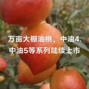 大油桃