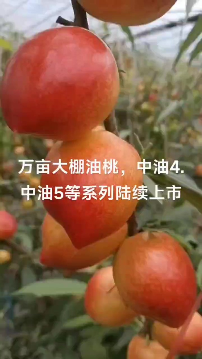 大油桃