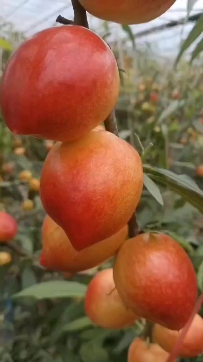 大油桃