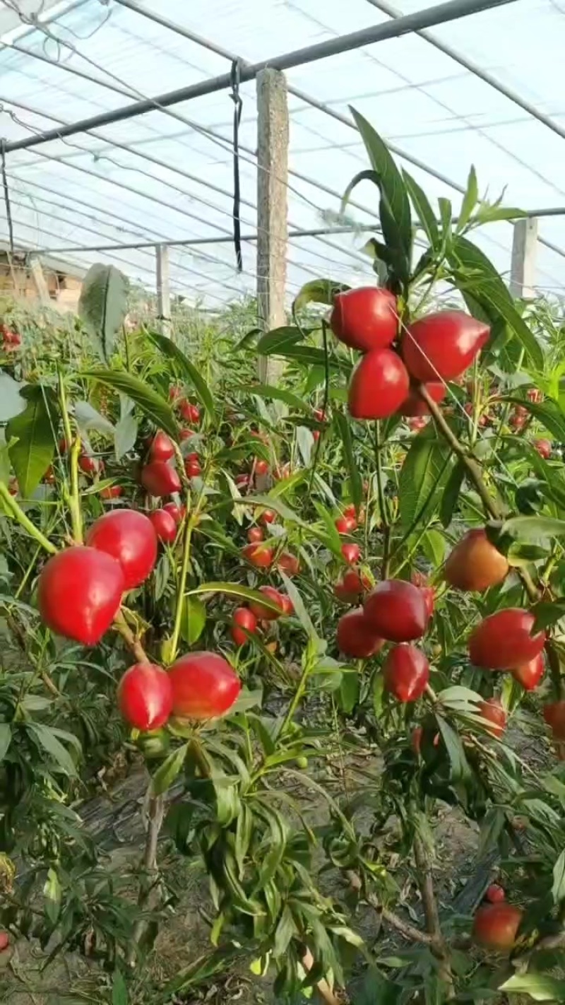 大油桃