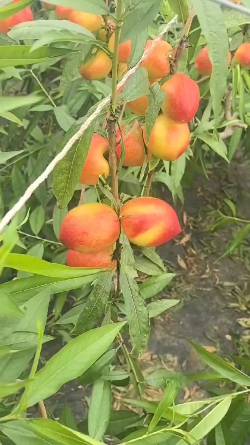 大油桃
