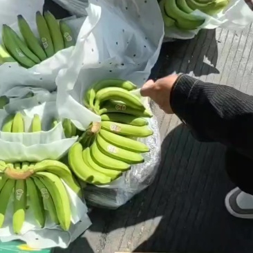 特价生蕉大处理