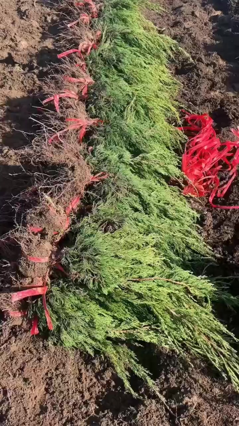 小龙柏，大量现货，价格便宜，适合路边，