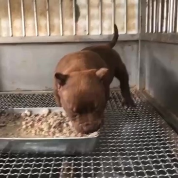 恶霸犬