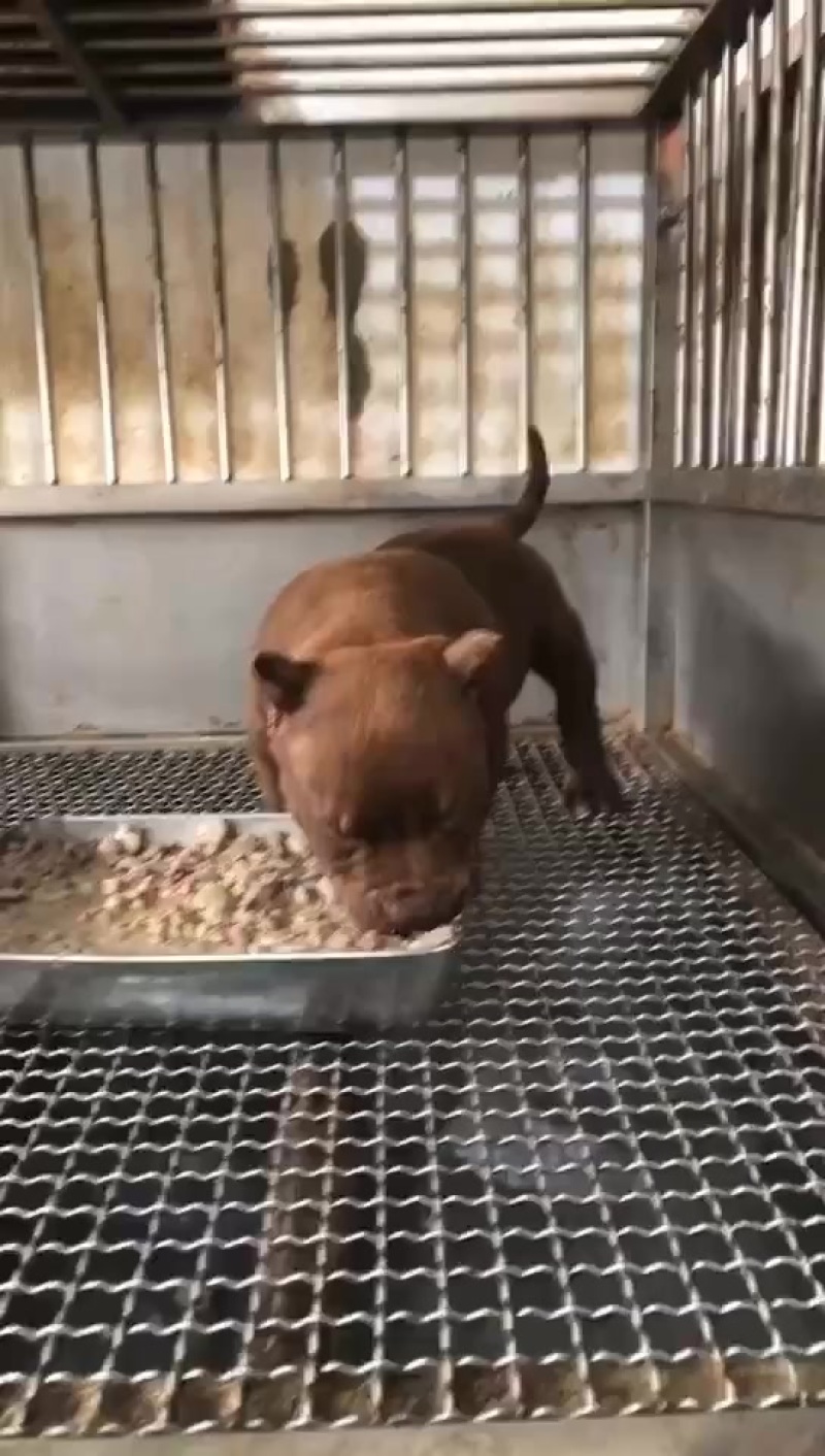 恶霸犬