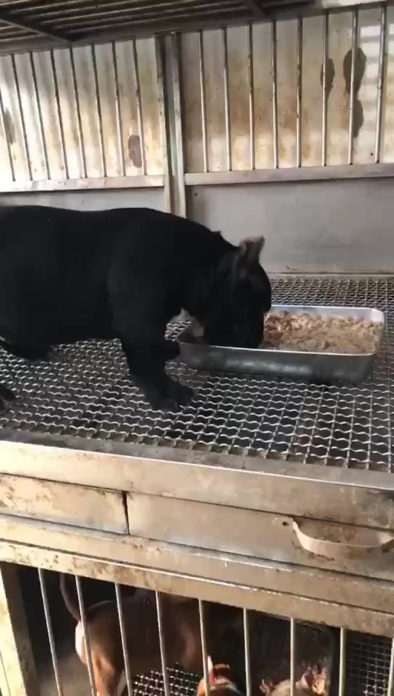 恶霸犬