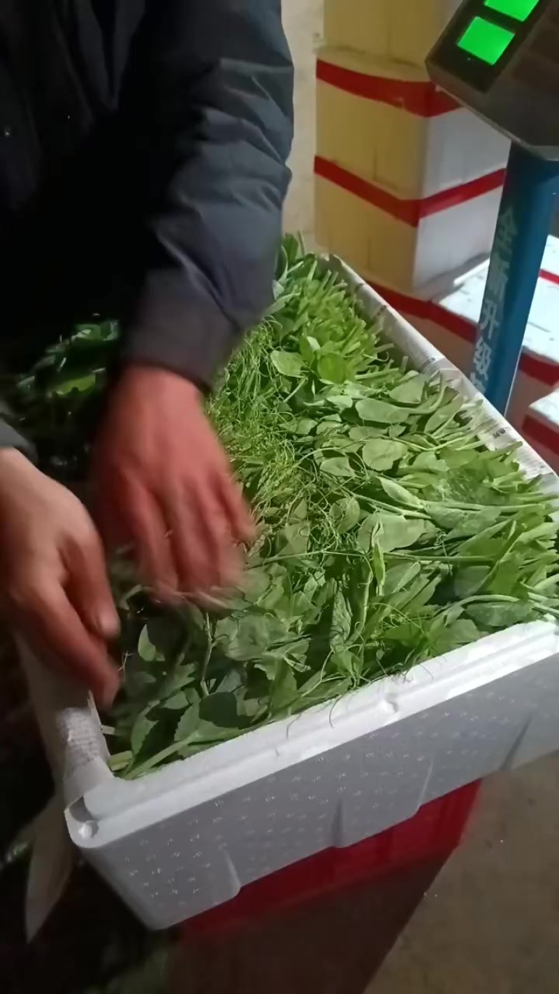 豌豆苗