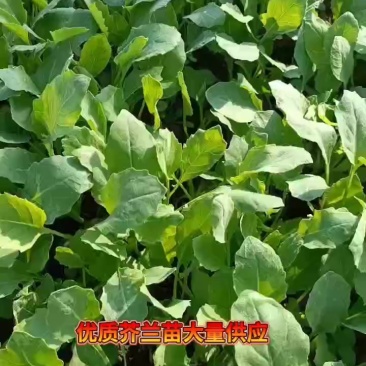 芥兰苗