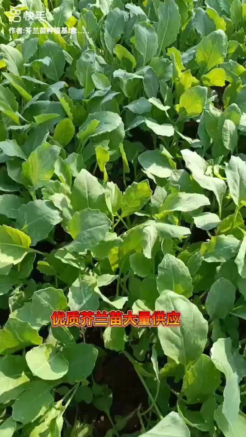 芥兰苗