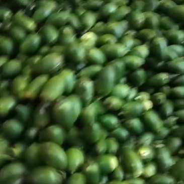 槟榔