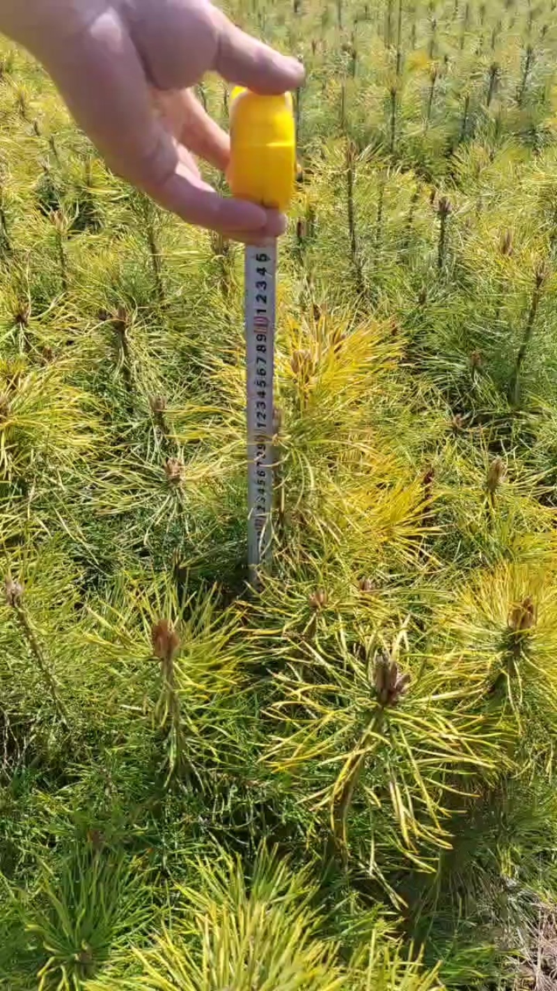 樟子松杯苗