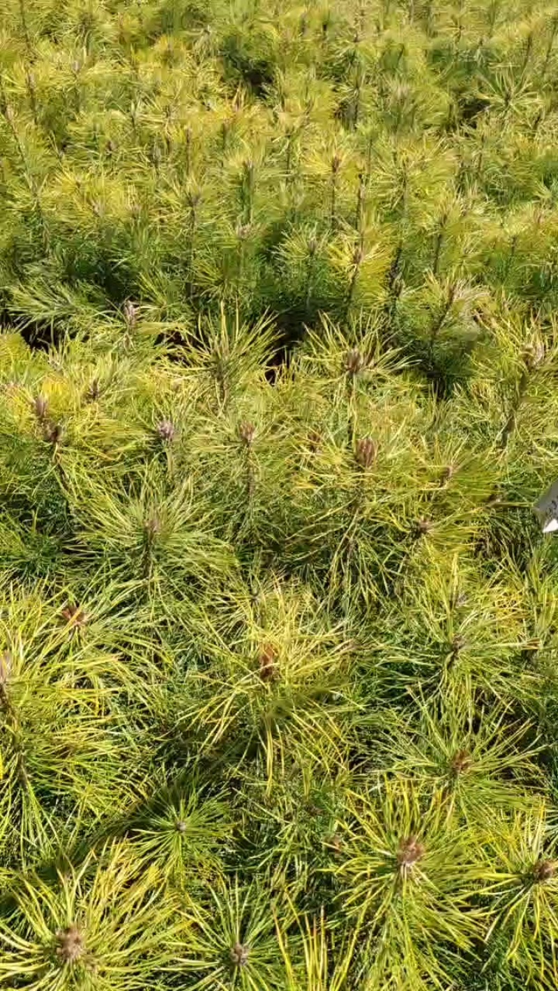 樟子松杯苗