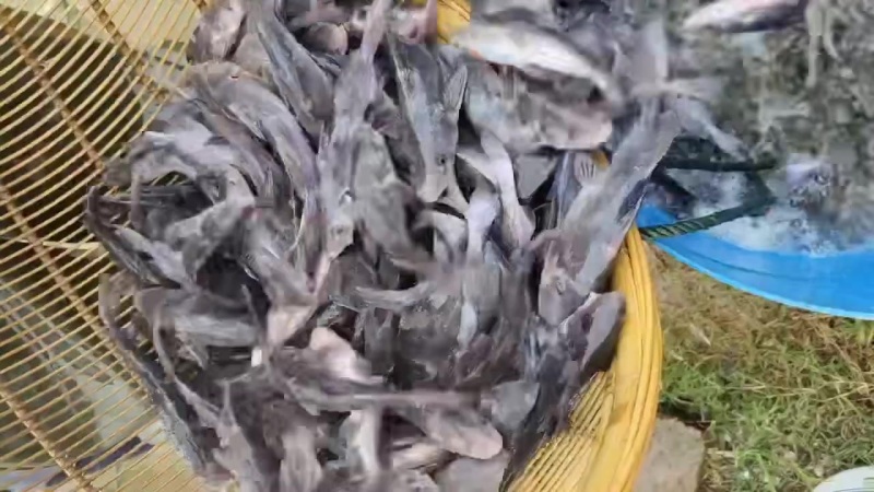 长江鮠鱼苗