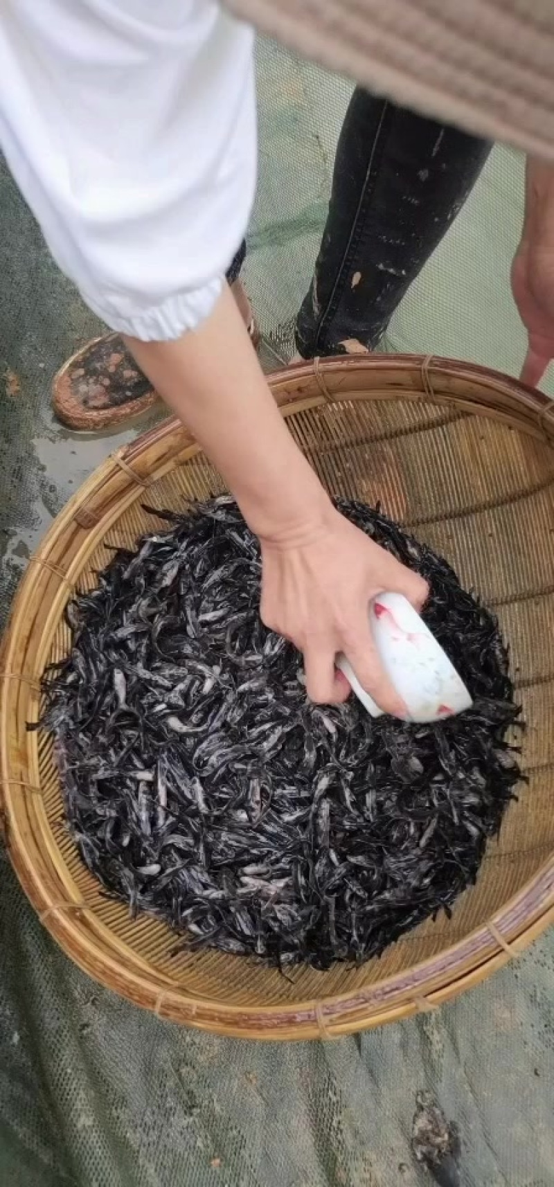 长江鮠鱼苗
