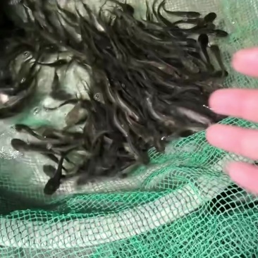 大口鲶苗