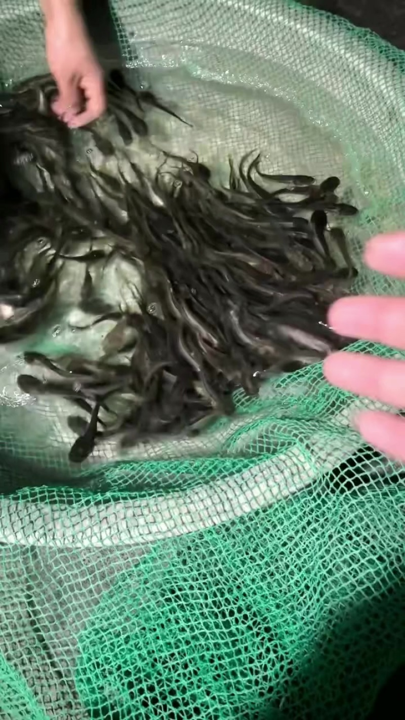 大口鲶苗