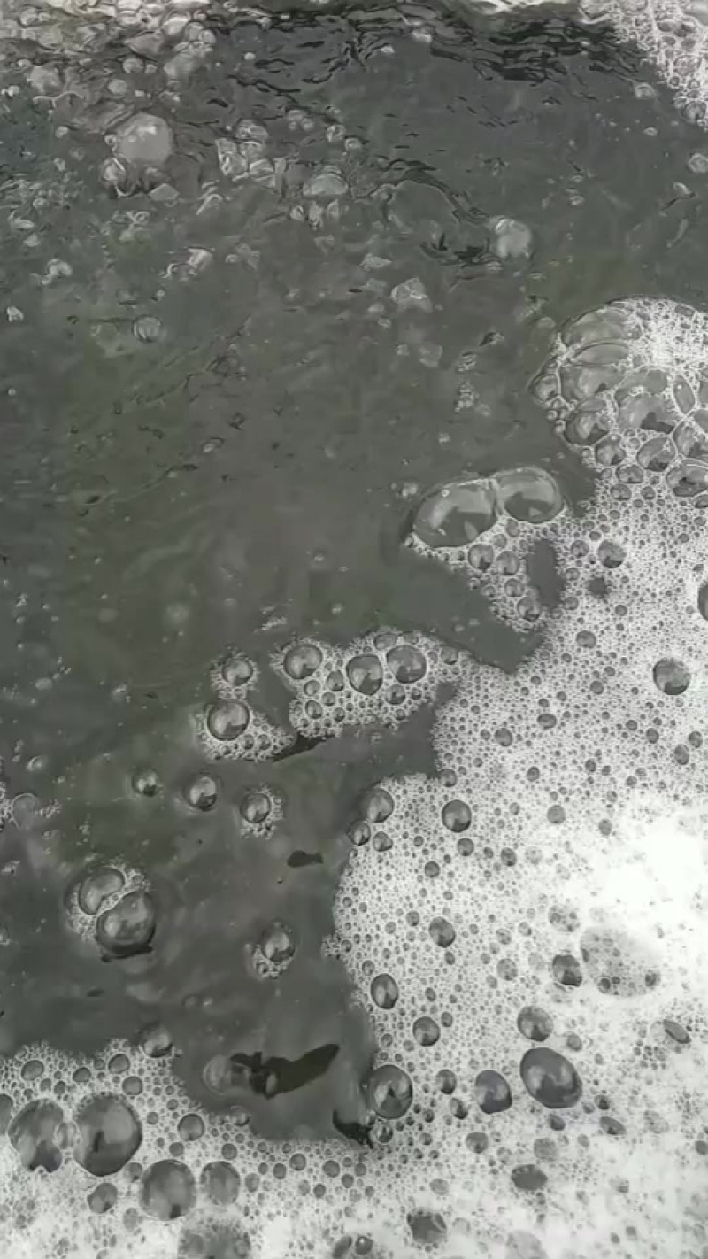 大口鲶苗