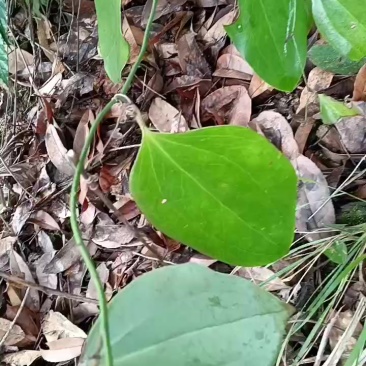 重庆菝葜