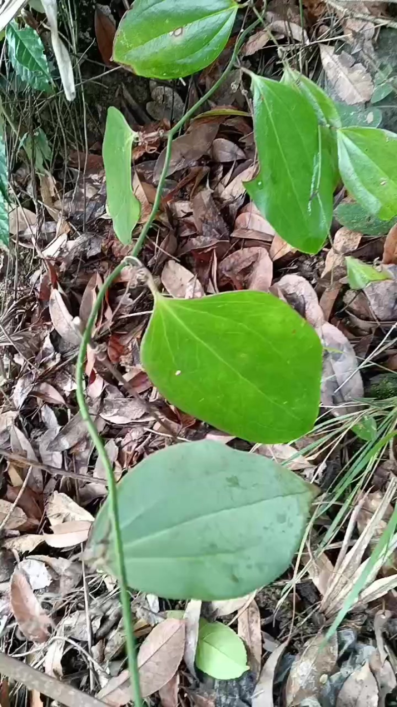重庆菝葜