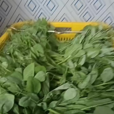 豌豆苗