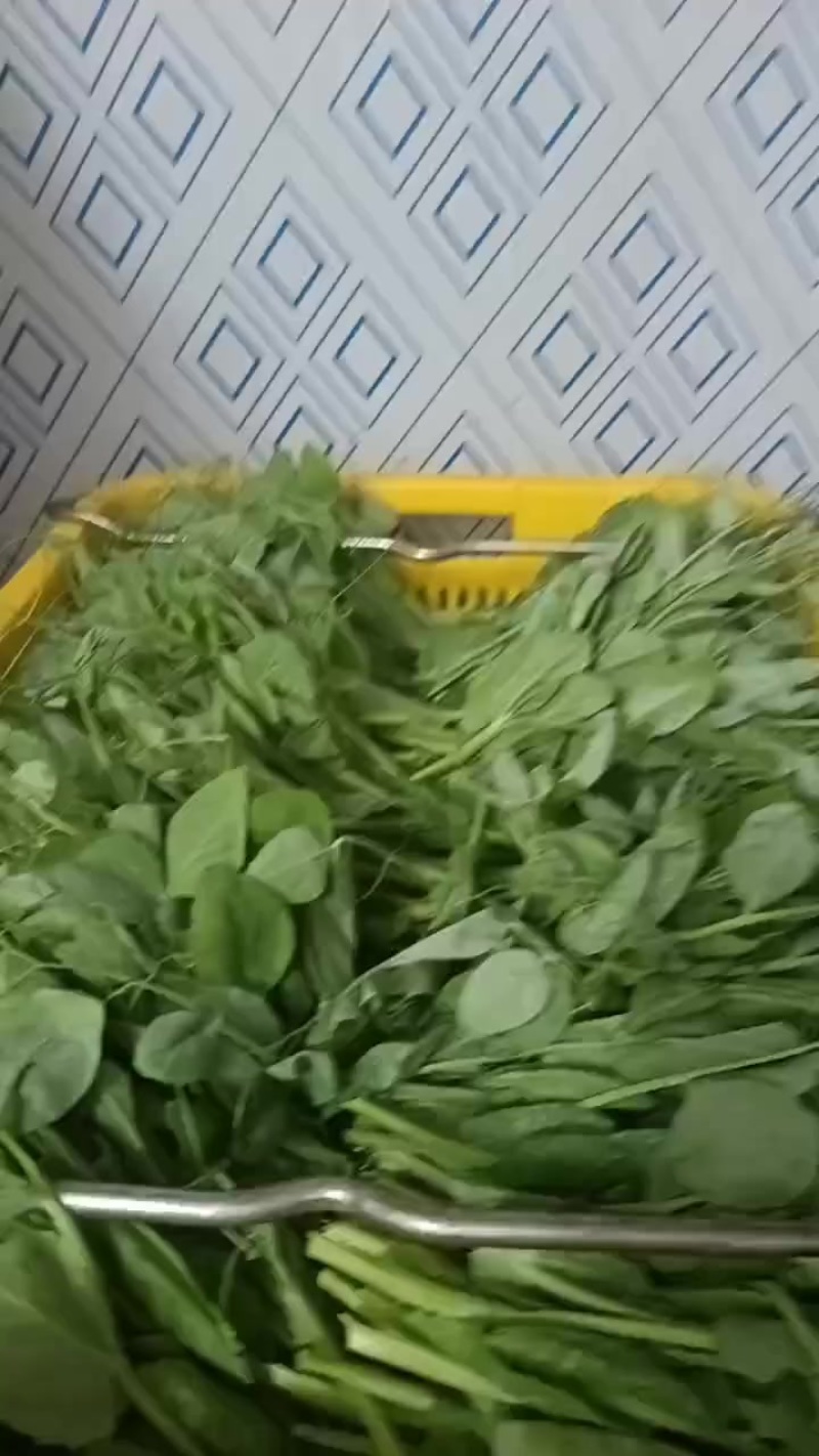 豌豆苗