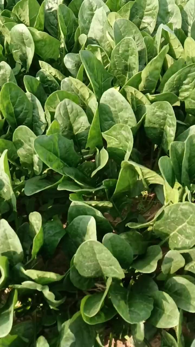 菠菜