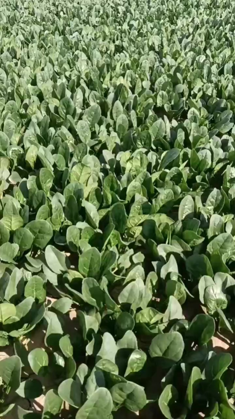 菠菜