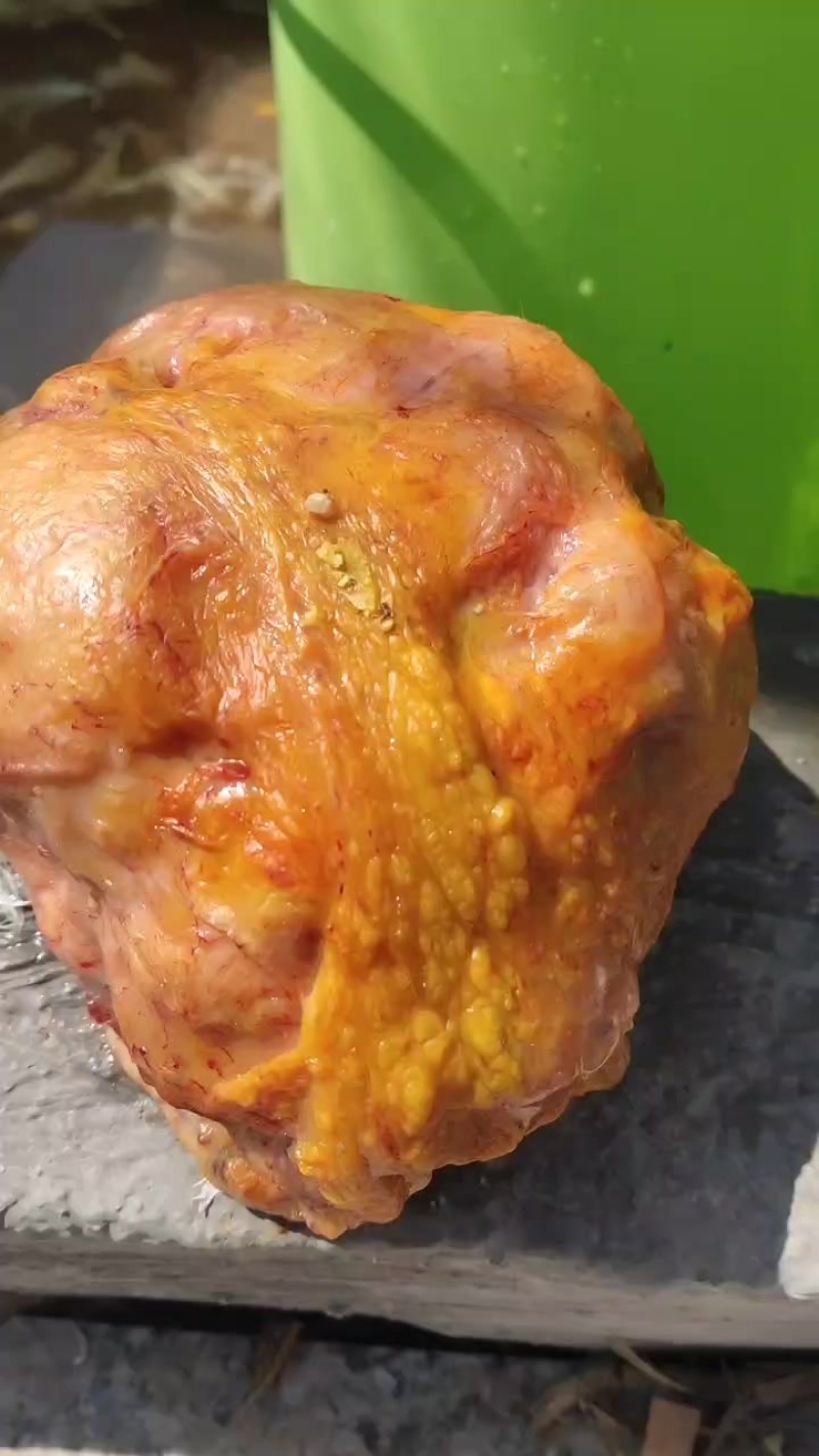 自己家喂了十年的老母鸡杀鸡时发现了鸡宝