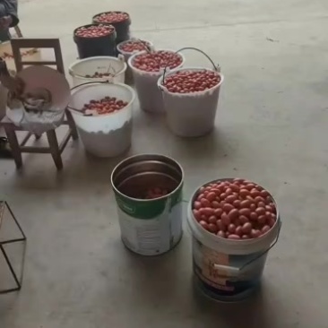 酸酸甜甜的