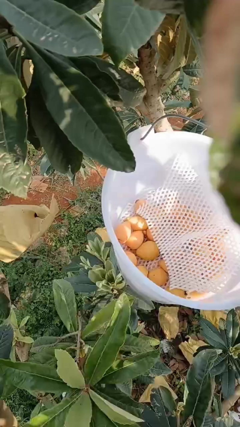 枇杷