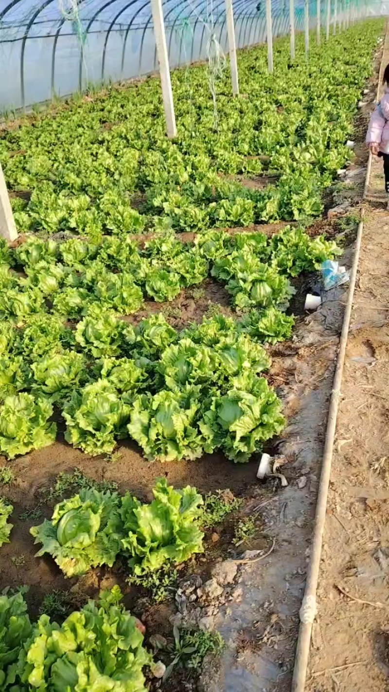 无公害生菜有要的联系/