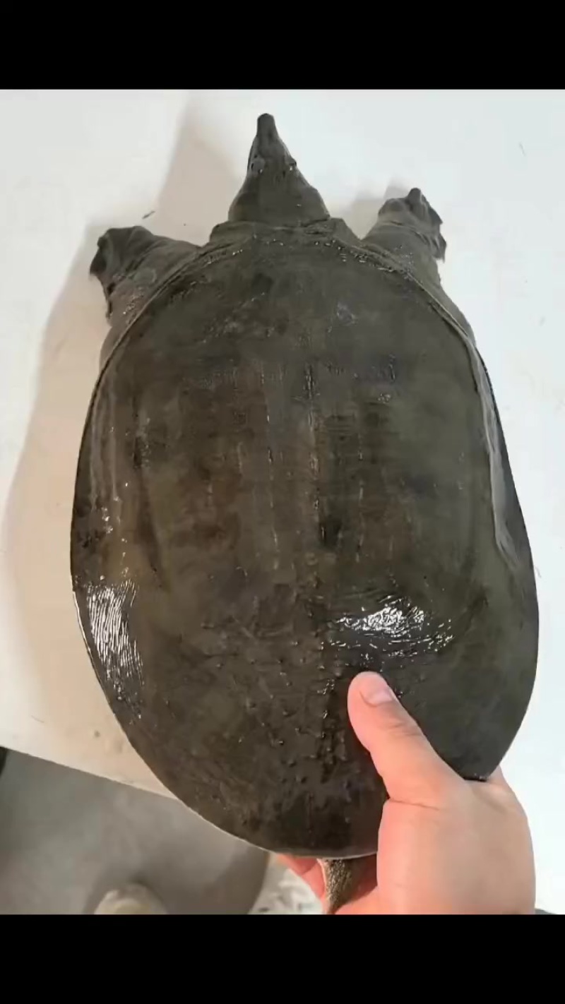 汉寿生态甲鱼