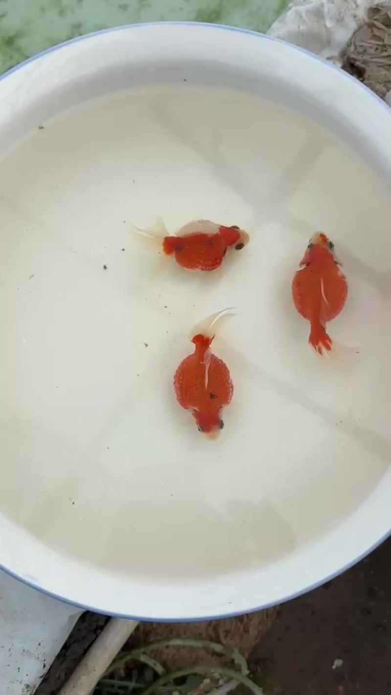 观赏鱼
