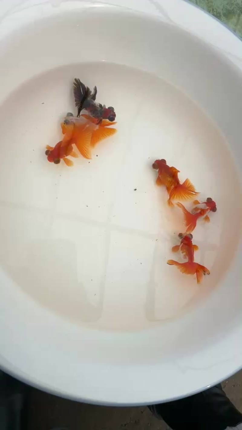 观赏鱼