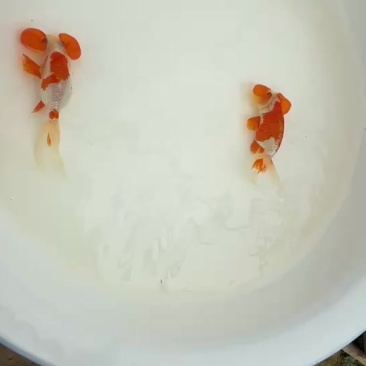 观赏鱼