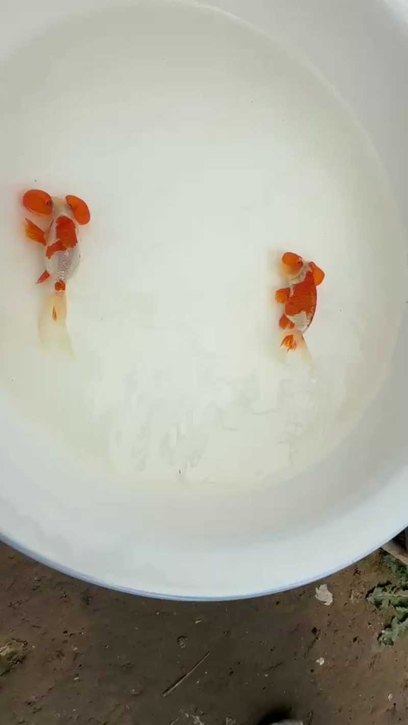 观赏鱼
