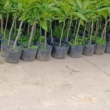 玉兰花/正品嫁接苗/