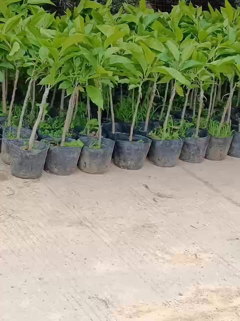 玉兰花/正品嫁接苗/