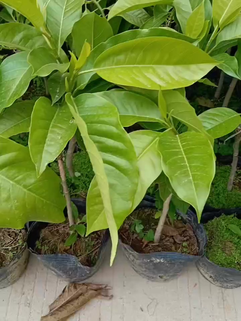 玉兰花/正品嫁接苗/